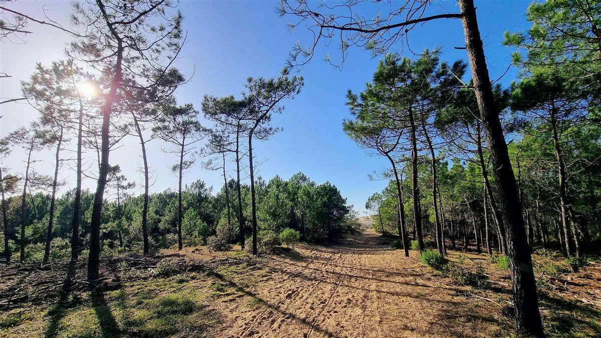 Vue aérienne de l'Île d'Oléron avec le Phare de Chassiron